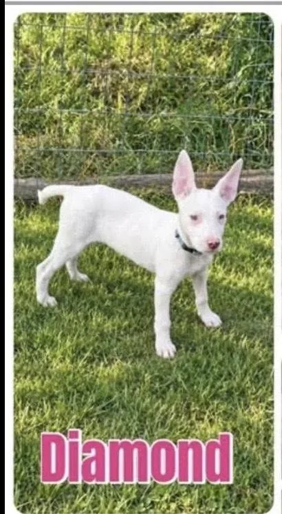 A baby medium-sized female Mixed Breed dog named Diamond for adoption in Alden, NY