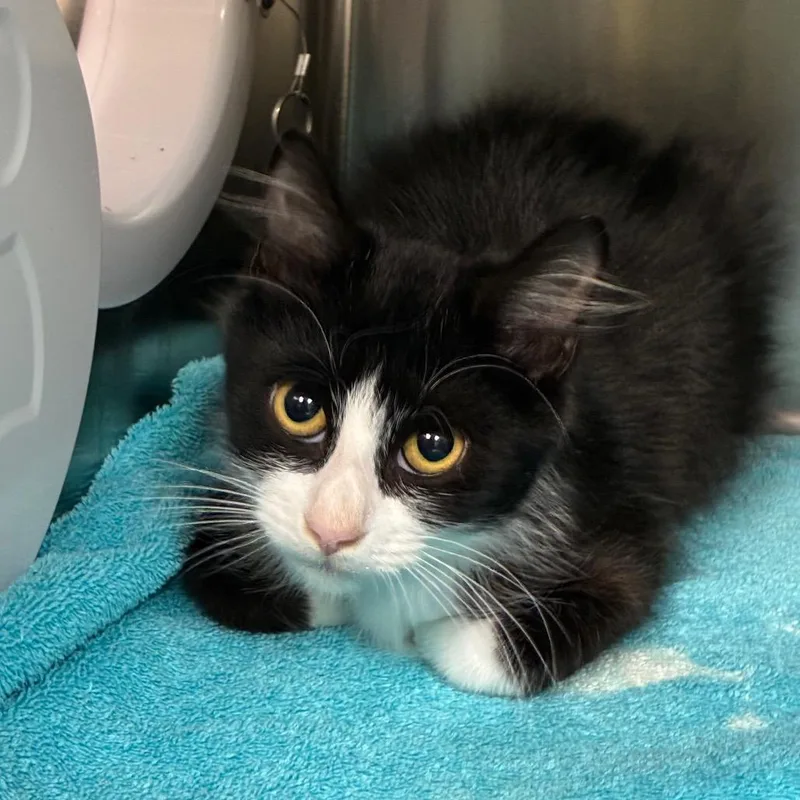 A young small-sized male Black Domestic Short Hair cat named Ghost Pepper for adoption in Newark, NJ