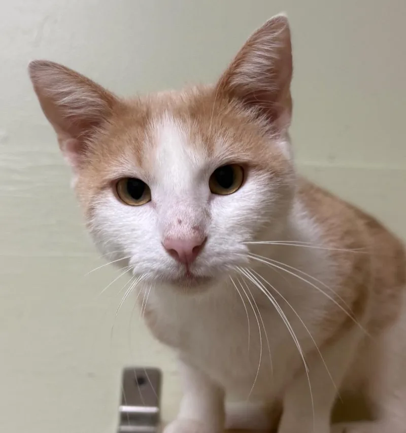 A young medium-sized male White Domestic Short Hair cat named Willy for adoption in Amery, WI