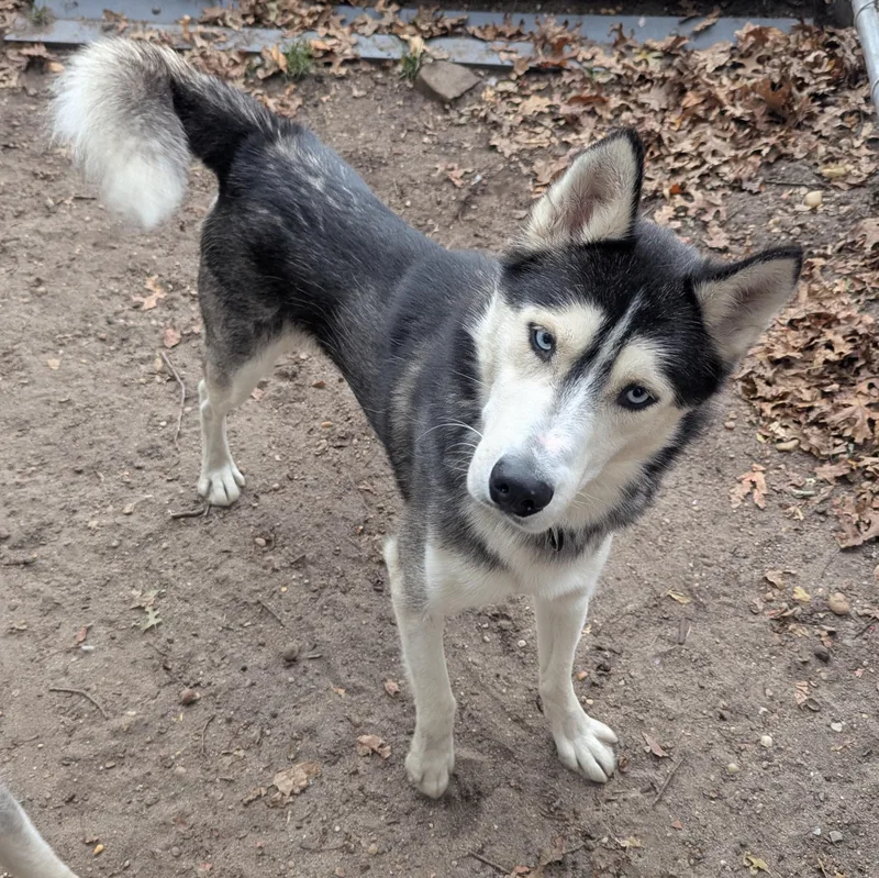 A young medium-sized male Husky dog named Barley for adoption in Brookhaven, NY