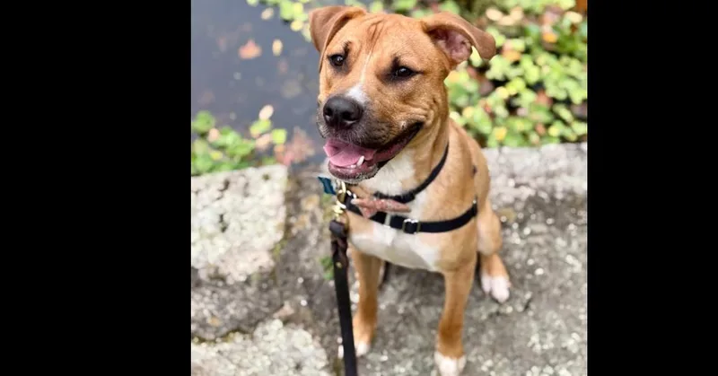 Chance Fka Yoyo thumbnail 6