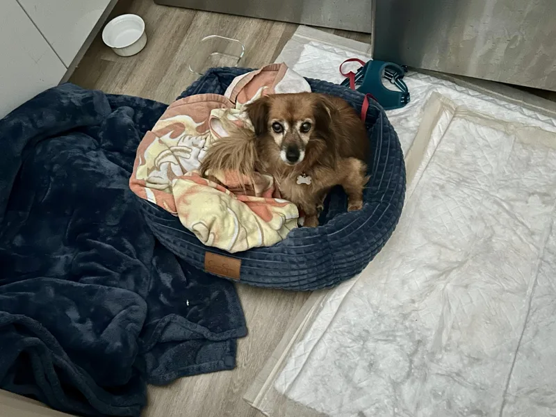A senior small-sized female Chihuahua dog named Foxy for adoption in Laguna Beach, CA
