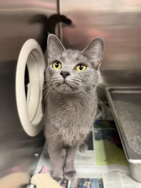 A baby small-sized female Domestic Short Hair cat named Sydney for adoption in Olivette, MO