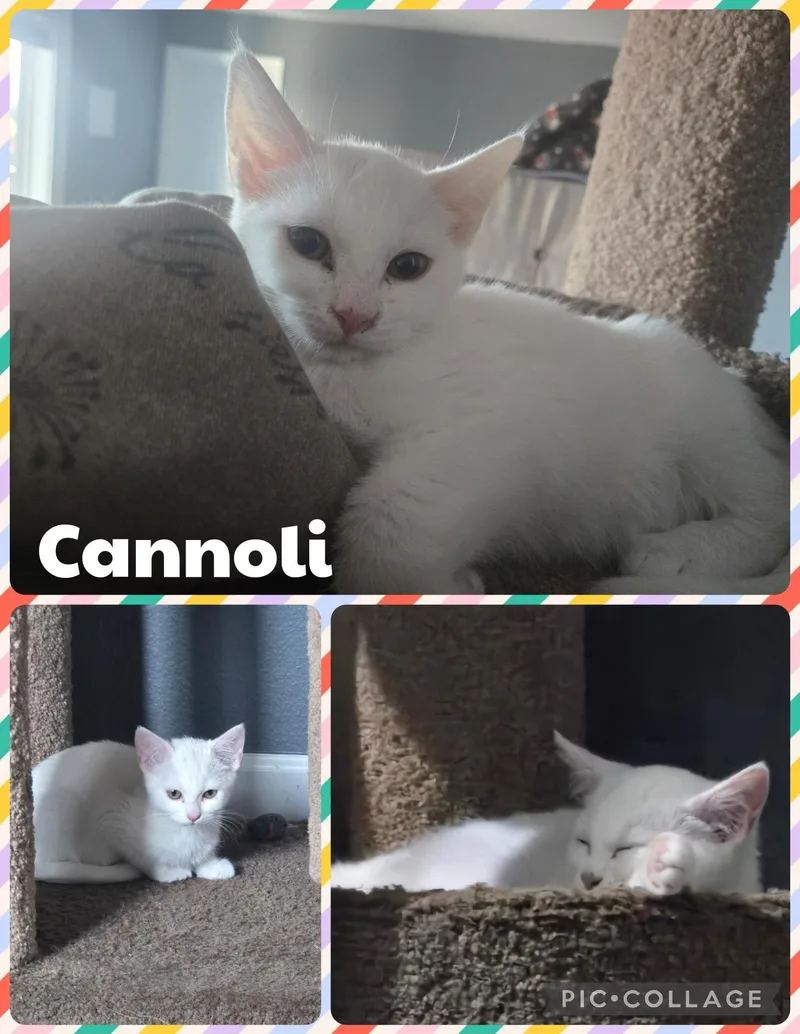 Cannoli