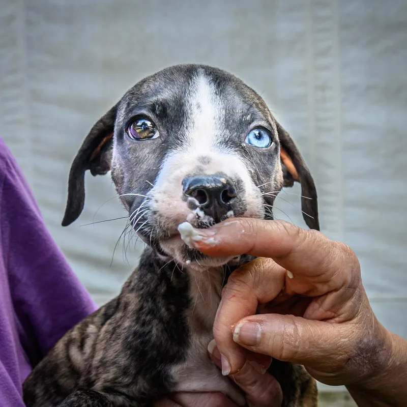 A baby medium-sized male Mixed Breed dog named ALPHARETTA Paprika "Papi" for adoption in Blairsville, GA