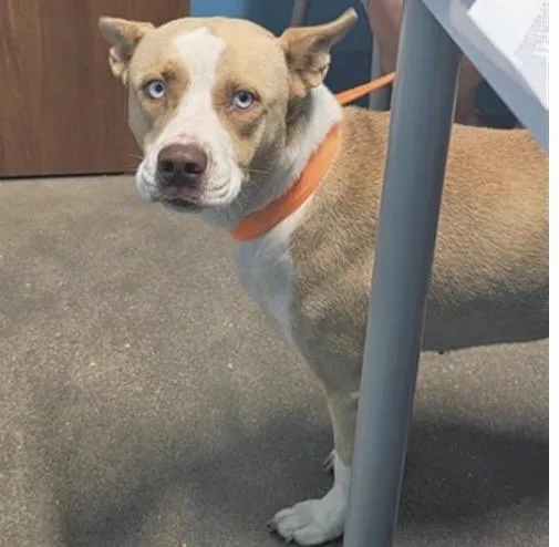 An adult medium-sized female Husky dog named Lula for adoption in Houston, TX