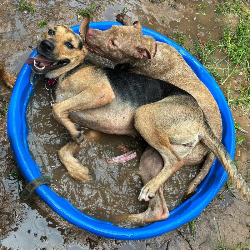 An adult large-sized female Red / Chestnut / Orange Mixed Breed dog named Dahlia for adoption in Pensacola, FL