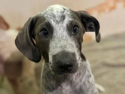 A baby small-sized female Mixed Breed dog named Cindy for adoption in Newberg, OR