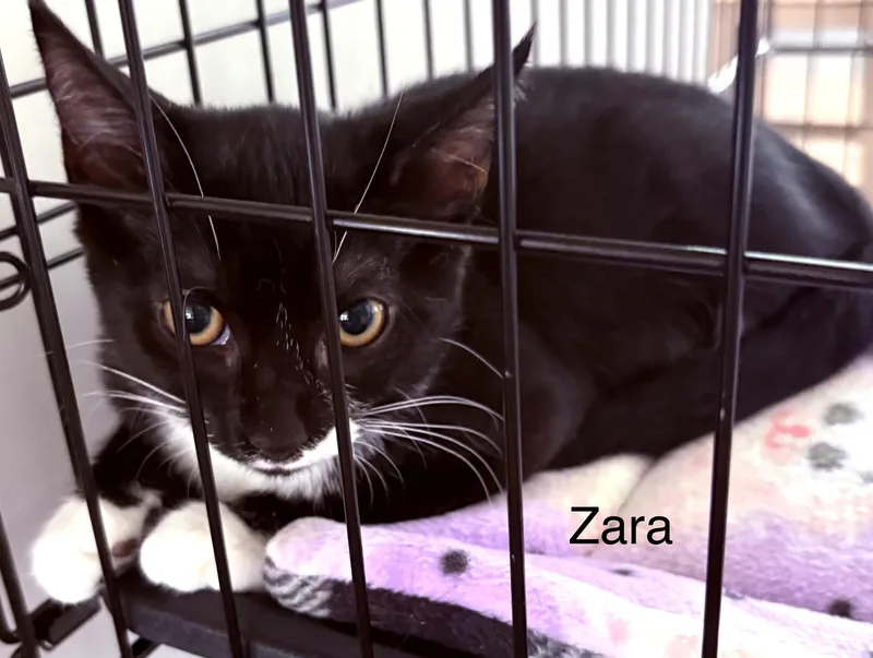 A baby small-sized female Black & White / Tuxedo Domestic Short Hair cat named Zara for adoption in Annapolis, MD