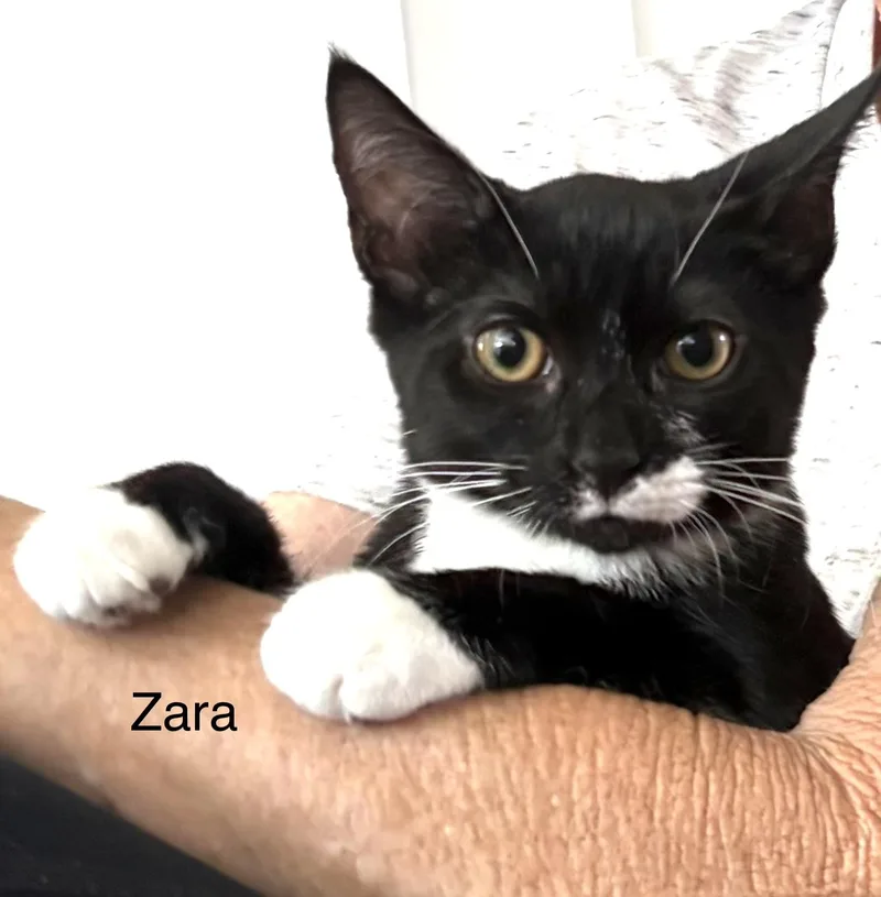 Zara thumbnail 2