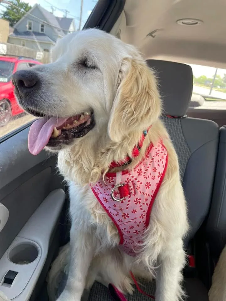 An adult medium-sized female Golden Retriever dog named Ava  $ for adoption in Milwaukee, WI