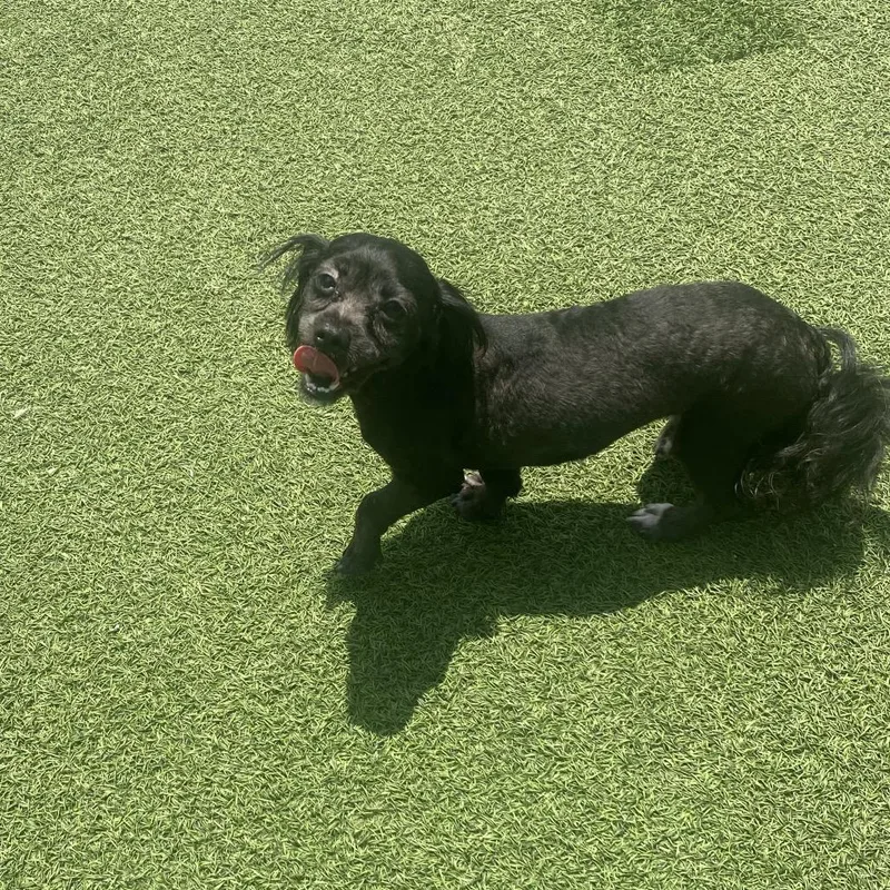 A young small-sized female Black Shih Tzu dog named Lottie Lou for adoption in LOXAHATCHEE, FL