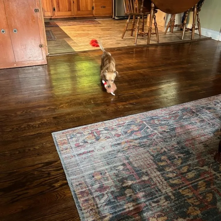 An adult small-sized male Golden Chiweenie dog named Dijon for adoption in Greenville, SC