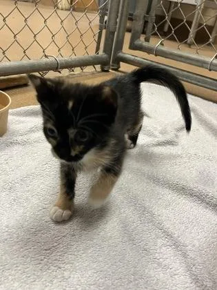 A baby small-sized female Domestic Short Hair cat named Sally for adoption in Gainesville, FL