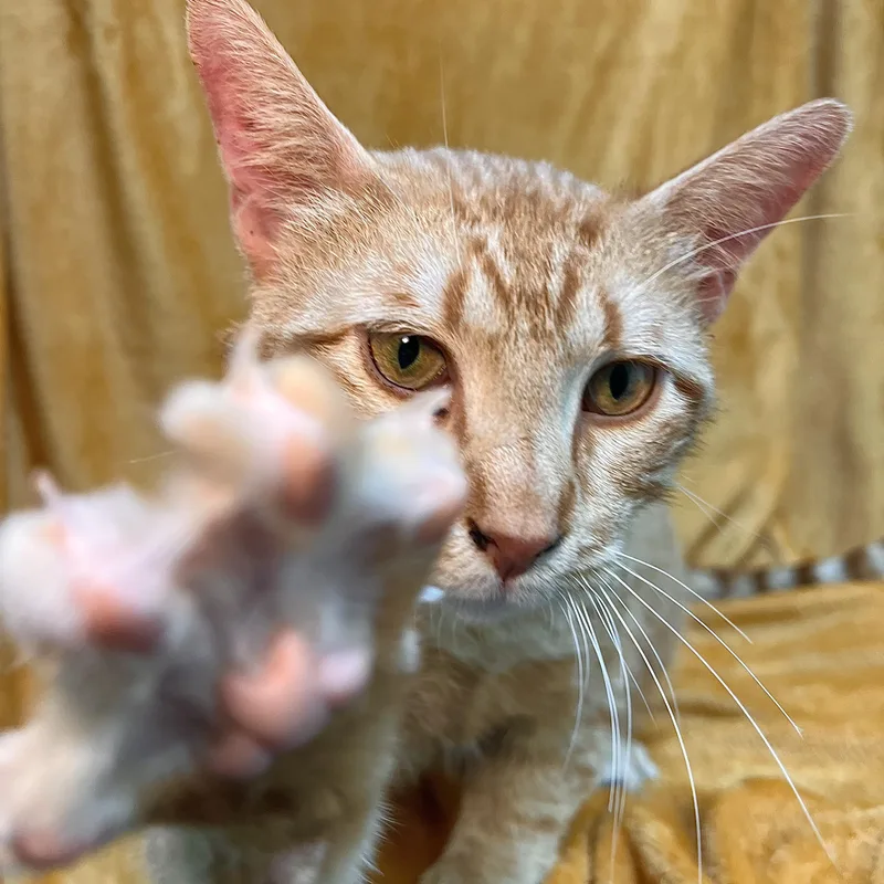 An adult medium-sized male Tabby (Orange / Red) Domestic Short Hair cat named Sunny for adoption in Fairmont, MN