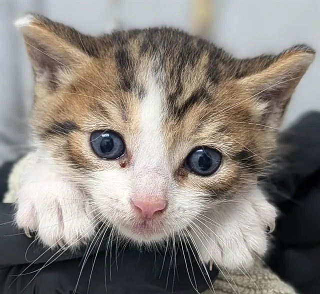 A baby small-sized male Domestic Short Hair cat named A for adoption in Fort Lauderdale, FL