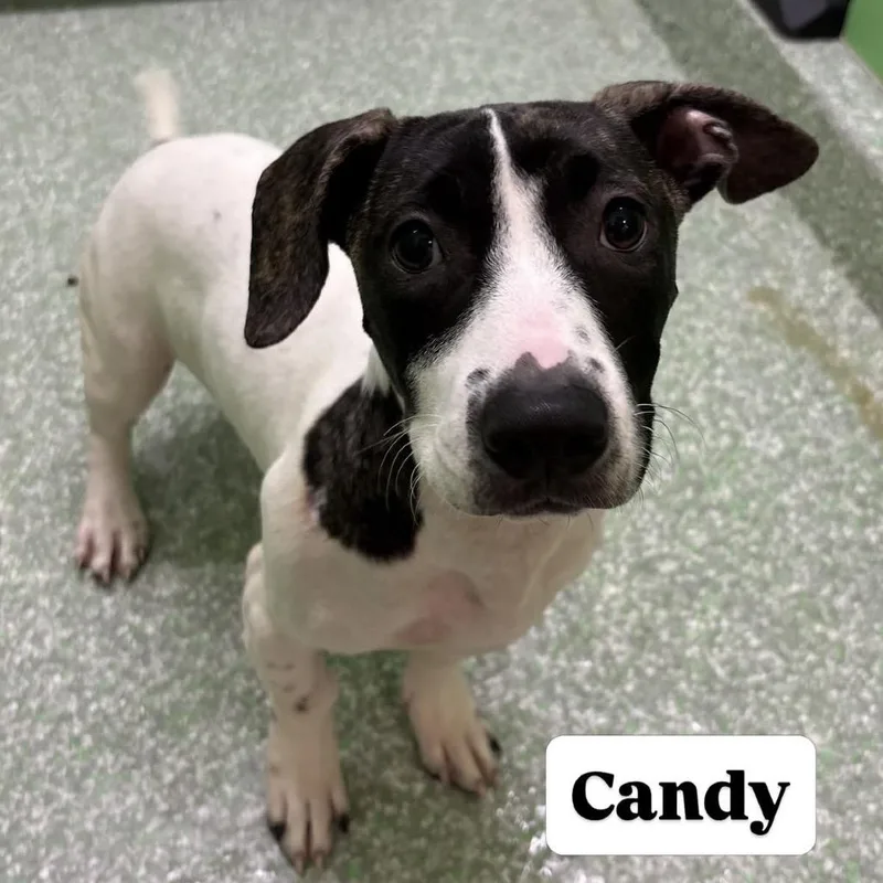 A young small-sized female White / Cream Terrier dog named Candy for adoption in Calverton, NY