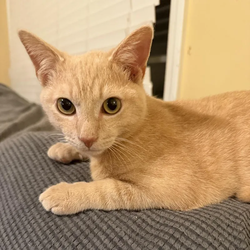 Garbanzo thumbnail 2