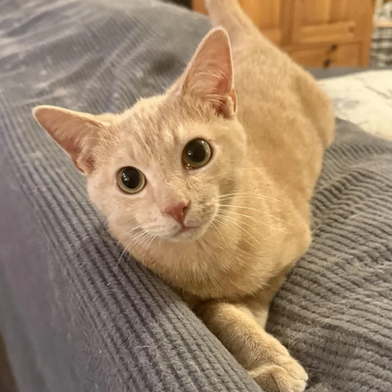 Garbanzo thumbnail 3