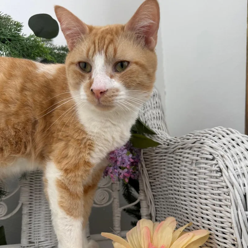 An adult medium-sized male Orange / Red Domestic Short Hair cat named Ghee Buttersnaps FIV+ for adoption in Eaton Rapids, MI