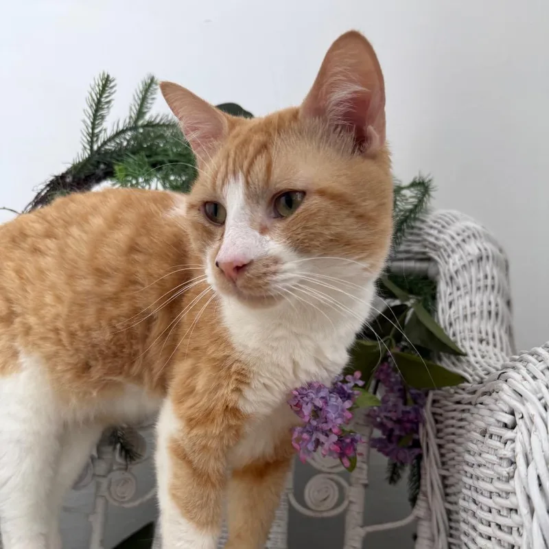 Ghee Buttersnaps FIV+ thumbnail 2