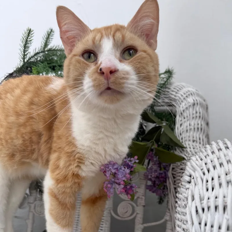 Ghee Buttersnaps FIV+ thumbnail 3