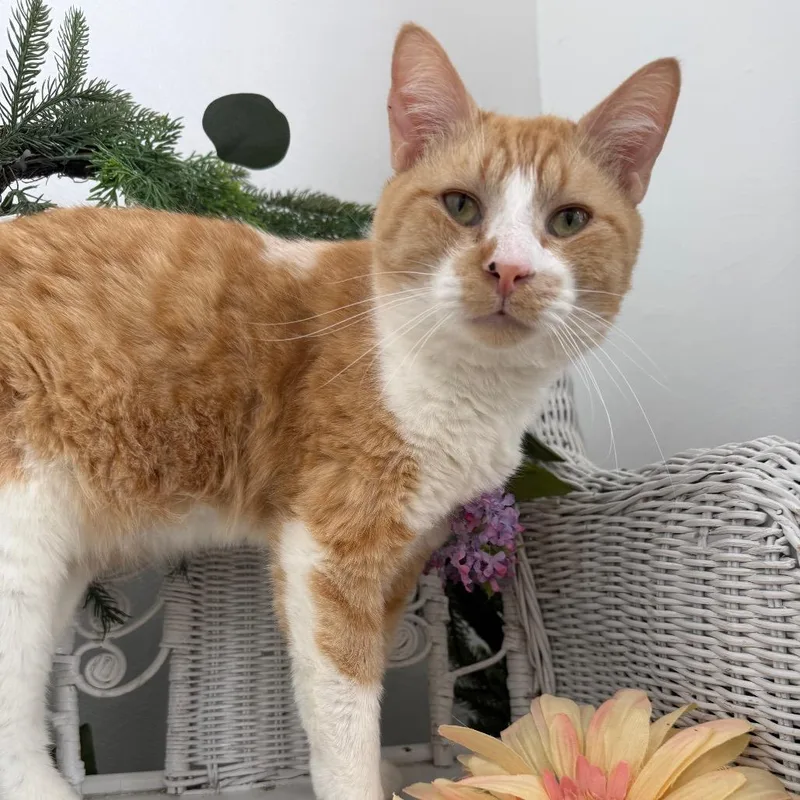 Ghee Buttersnaps FIV+ thumbnail 4