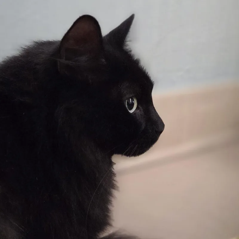 An adult medium-sized male Black Domestic Short Hair cat named Binx for adoption in Pittsford, VT