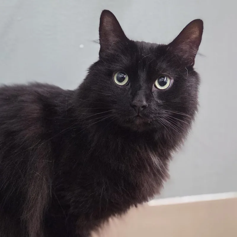 Binx thumbnail 2