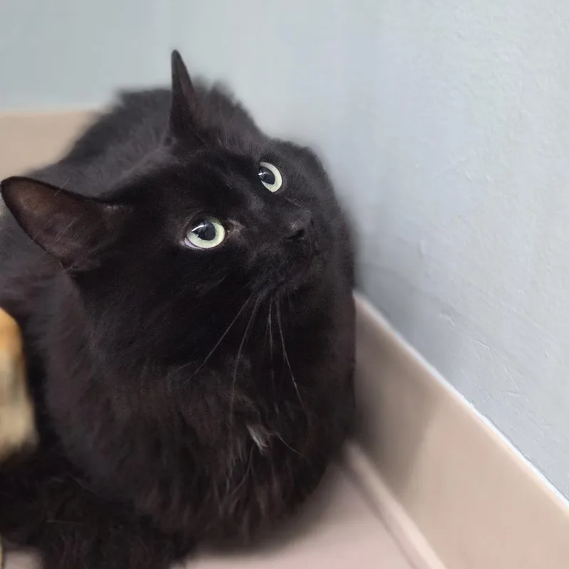 Binx thumbnail 3