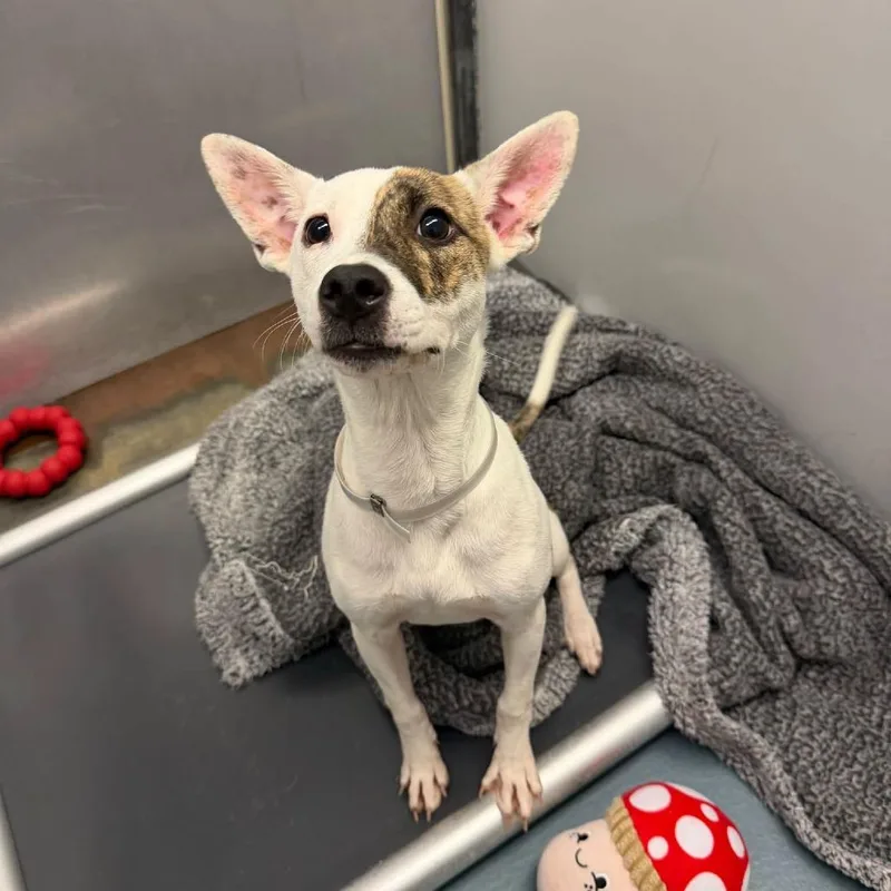 A baby small-sized female White / Cream Shepherd dog named Nala for adoption in Pittsburgh, PA