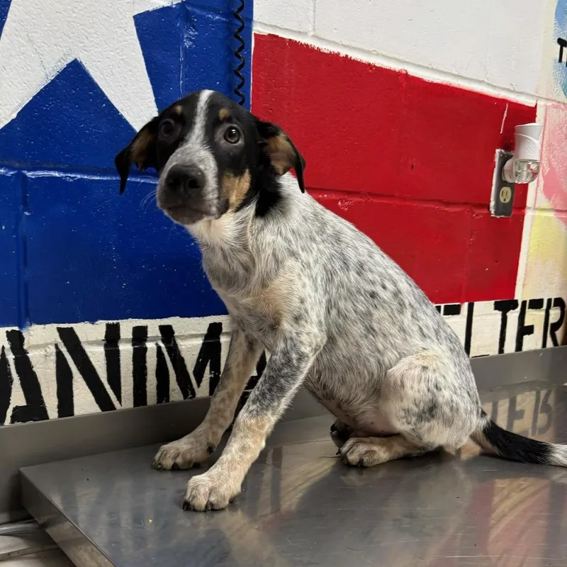 A baby small-sized male Gray / Blue / Silver Australian Cattle Dog / Blue Heeler dog named Allen for adoption in Lufkin, TX
