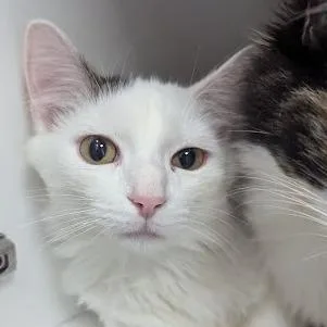 An adult small-sized male White Domestic Medium Hair cat named Finn for adoption in Jeffersonville, IN