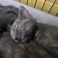 A baby small-sized female Domestic Short Hair cat named Twig for adoption in Easton, MD