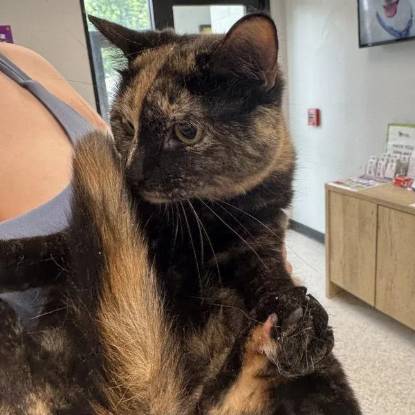 An adult medium-sized female Domestic Short Hair cat named Miss Girl  Bonded for adoption in Des Moines, IA