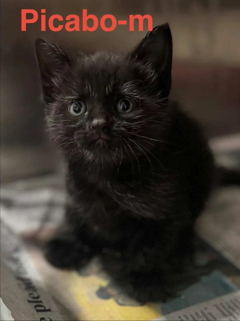 A baby small-sized male Domestic Short Hair cat named Picabo for adoption in Brookhaven, MS