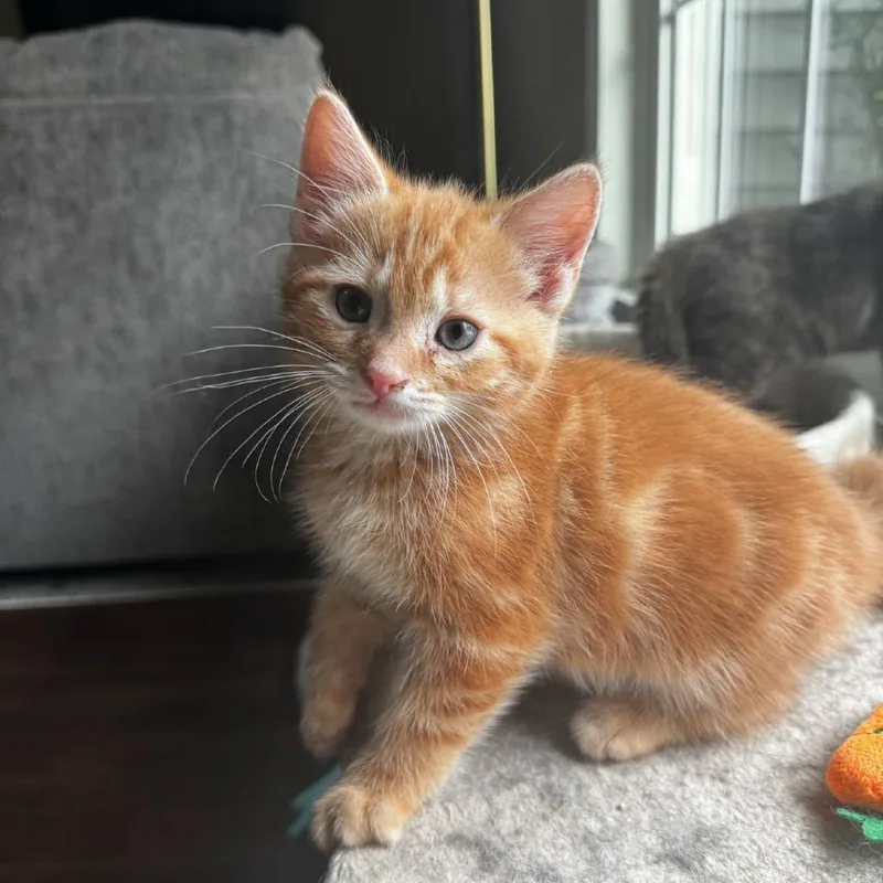 A young small-sized male Orange & White Domestic Short Hair cat named Comet for adoption in Cortland, OH