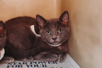 A young small-sized female Domestic Short Hair cat named a Lola for adoption in North Charleston, SC