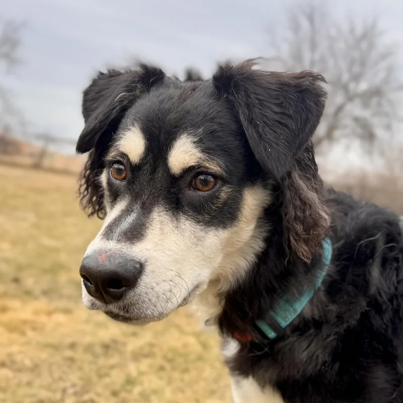 Clay  Stray thumbnail 2