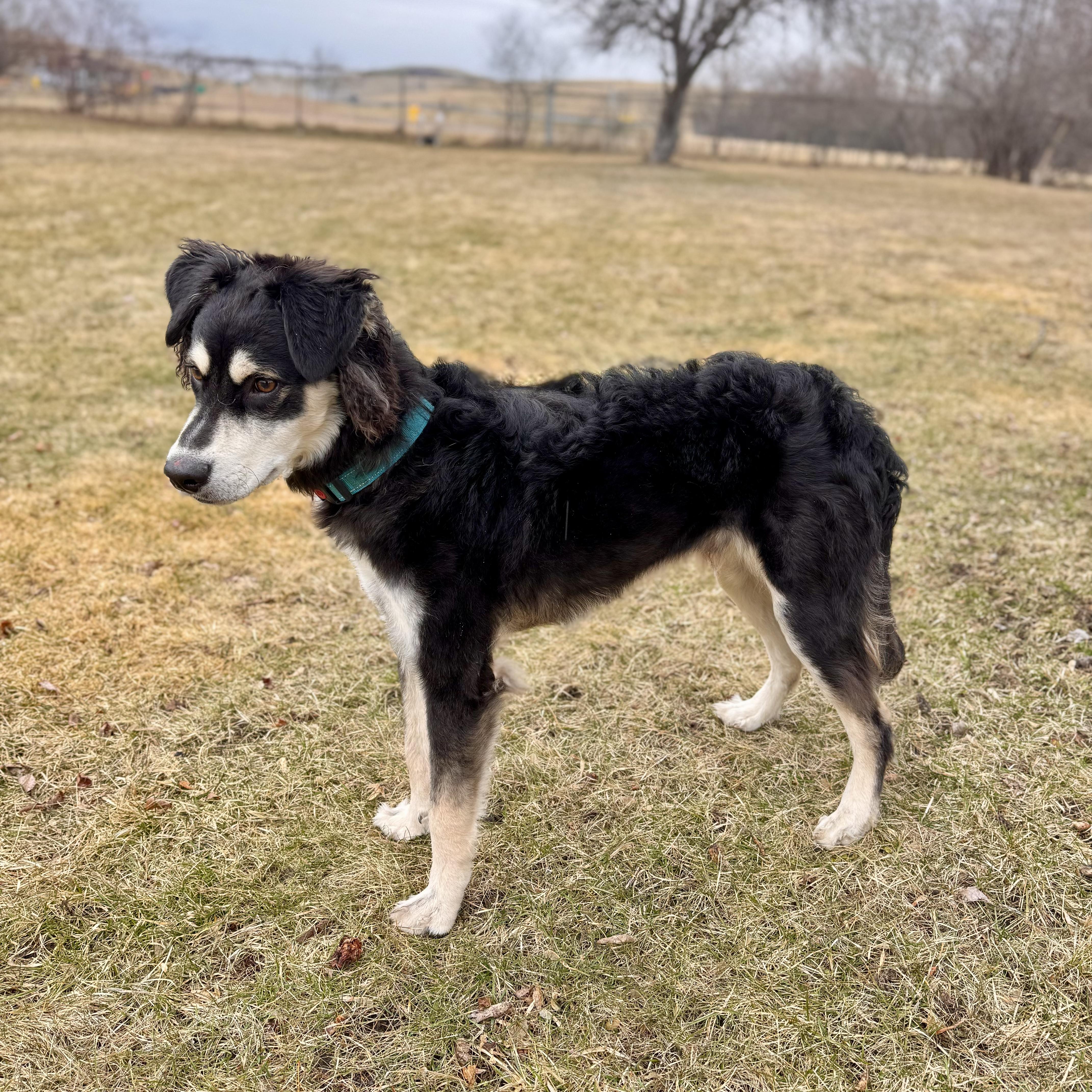 Clay  Stray thumbnail 3