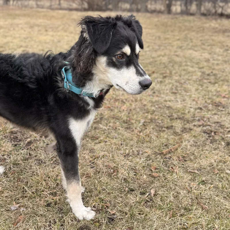 Clay  Stray thumbnail 4