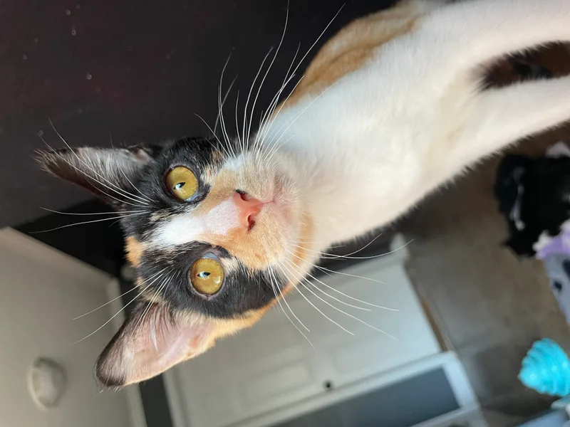 A young medium-sized female Domestic Short Hair cat named Patches for adoption in Broken Arrow, OK