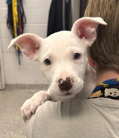 A baby small-sized female White / Cream Pit Bull Terrier dog named Moo Cow for adoption in Kansas City, MO