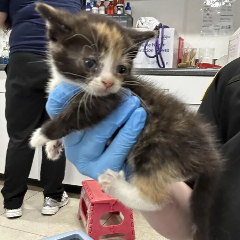 A baby small-sized female Calico Domestic Short Hair cat named Cinnamon for adoption in Newark, NJ
