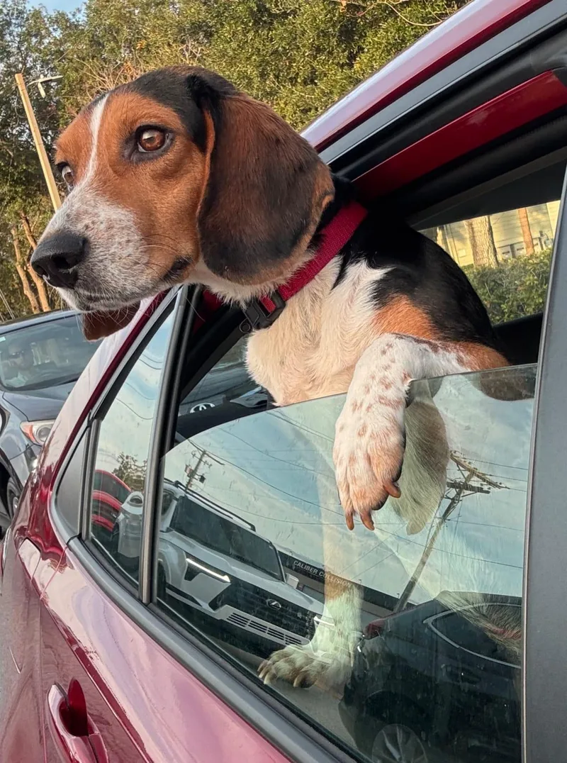 Bruce Iii thumbnail 2