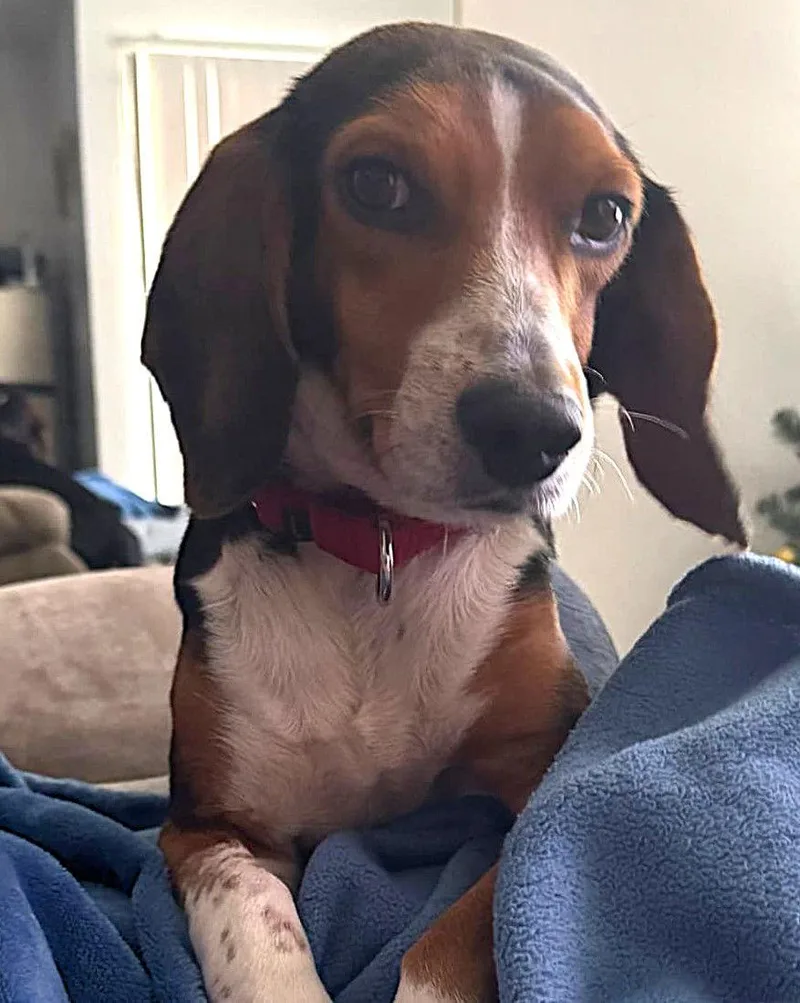 Bruce Iii thumbnail 3