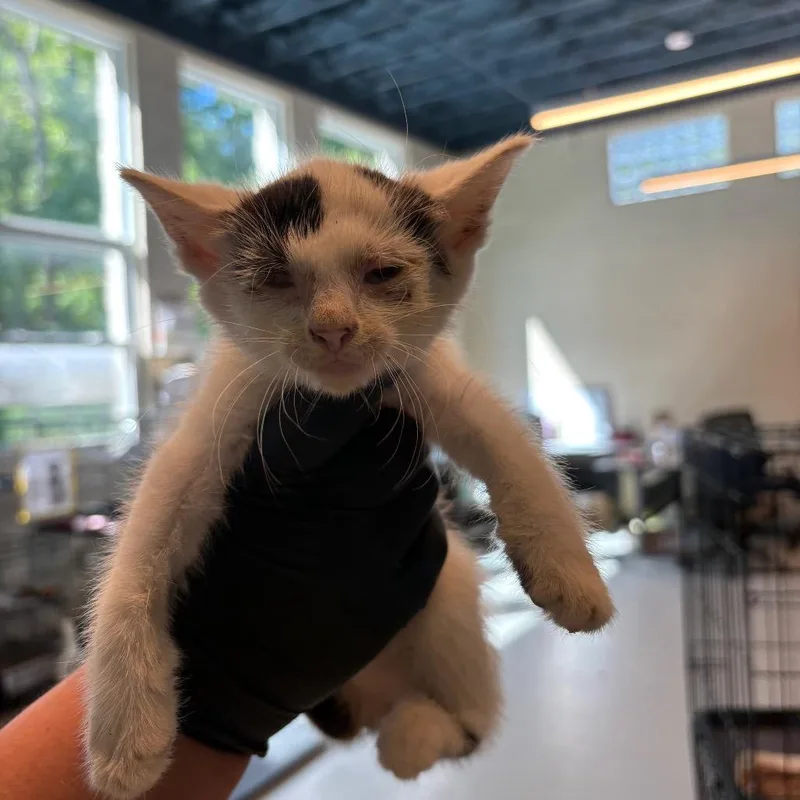 A baby small-sized male White Domestic Short Hair cat named SuperMario for adoption in Huntington, WV
