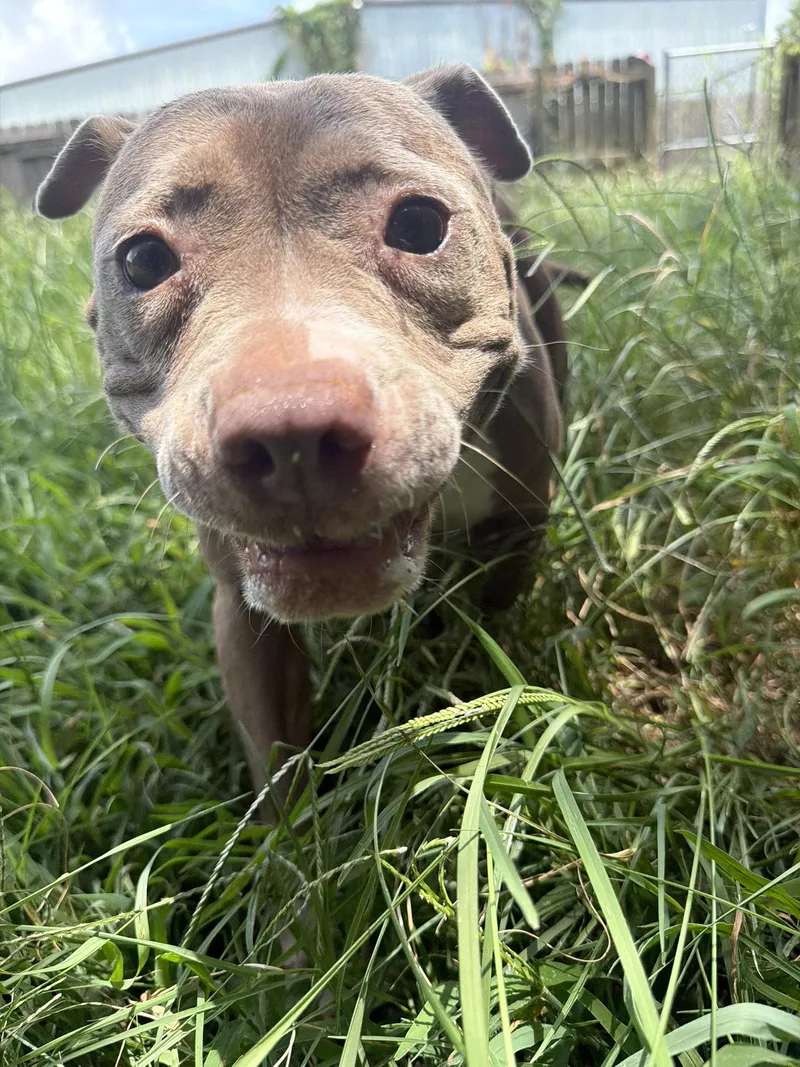 An adult medium-sized female Pit Bull Terrier dog named Finley for adoption in Jackson, MS