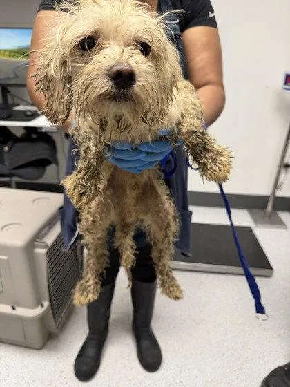 A young small-sized male Poodle dog named Chauncey for adoption in Oakland, CA