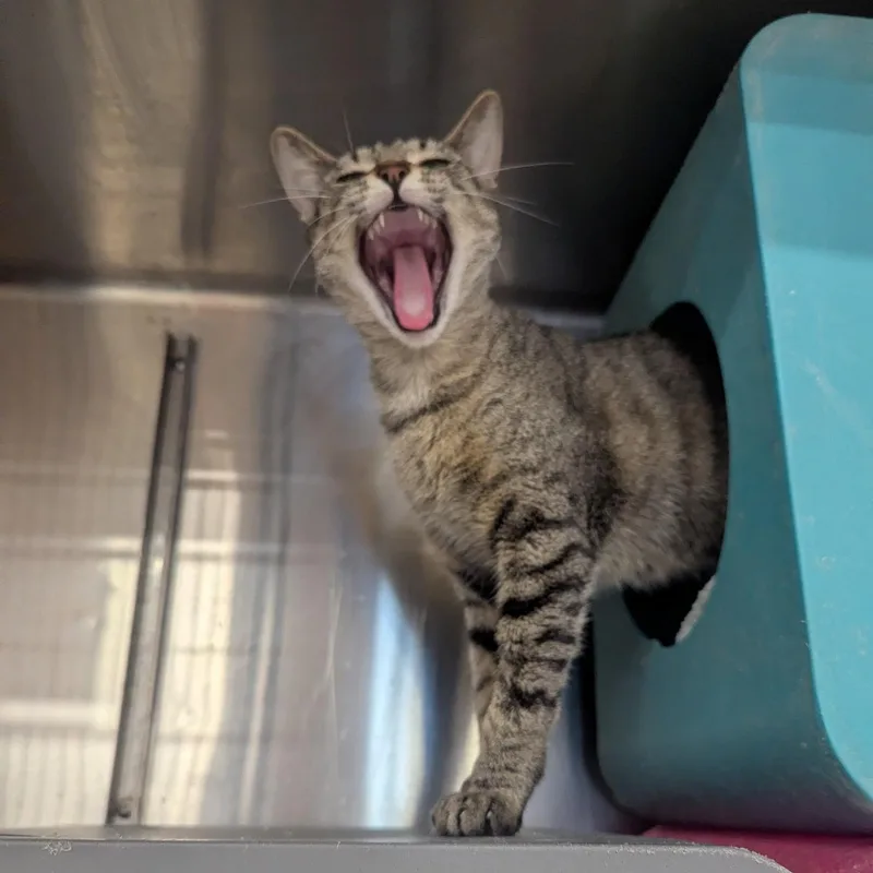 A young medium-sized female Tabby (Brown / Chocolate) Domestic Short Hair cat named Hela for adoption in Royal Oak, MI